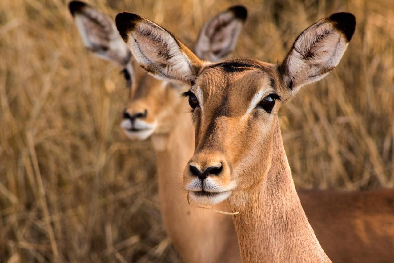 Bass Lake Country Lodge Pretoria-Noord Zewnętrze zdjęcie